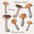 Set mushrooms hand drawn colorful illustration Royalty Free Stock Photo